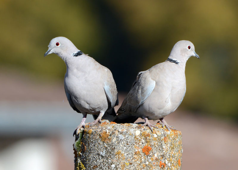Tortora dal collare, Streptopelia decaocto